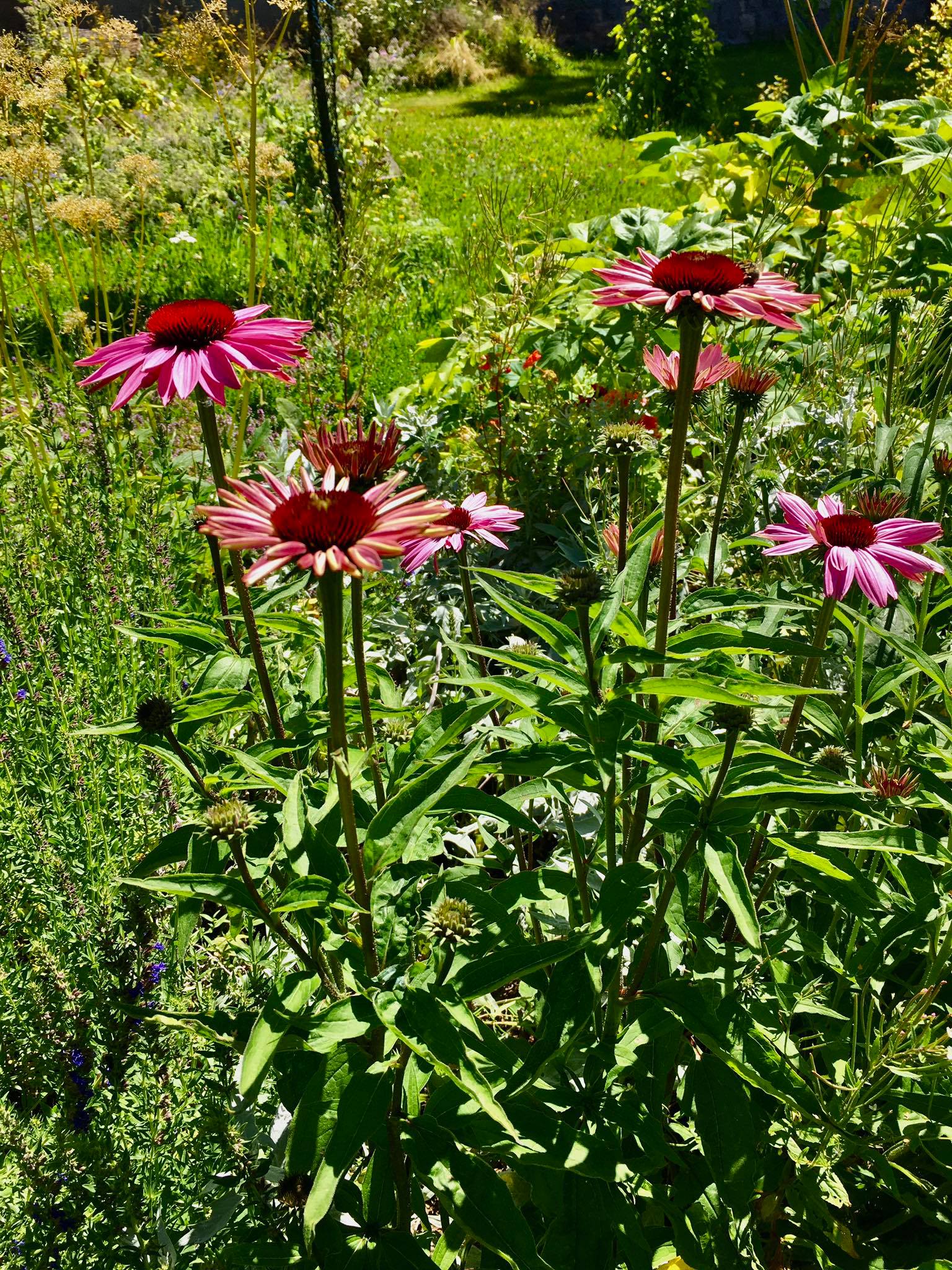 Echinacea purpurea